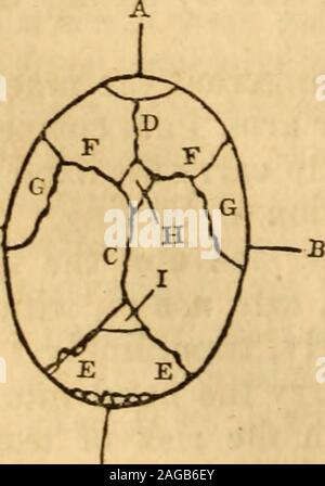 . Les principes et la pratique de l'obstetricy, comme actuellement enseigné, par James Blundell ... À laquelle sont ajoutés, des notes et des illustrations. Par Thomas Château ... k moi, peut-être, comment allons-nous savoir thegreater et le moindre fontanel ? Facilement ; pour ou grand fontanel est, là vous trouverez quatre sutures;c'est la seule partie de la tête où se trouvent quatre suturesmay ; d' ailleurs, il est de forme rhomboïdale (Diamond), il est d'une grande mesure, et lorsque tan-griknot, par conséquent, faciles à reconnaître. Mais comment vous connaissez le peu de fontanel ? En général avec facilité, parce qu'il est d'une forme triangulaire de Banque D'Images