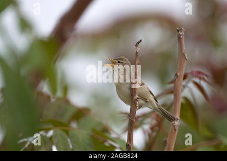 Eastern Olivaceous Warbler (Hippolais pallida) Banque D'Images