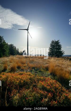 Usine éolienne avec shining sun en contexte à l'automne paysage de montagne avec de l'herbe sèche et de buissons de bleuets de couleur rouge Banque D'Images