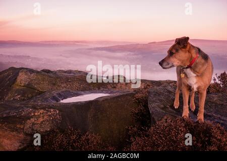 Météo France : 18 décembre 2019 - des conditions pour un chien à pied sur la célèbre Ilkley Moor au lever du soleil avec une inversion de température causant le brouillard dans la vallée mais sunshine plus haut. Ilkley Moor, West Yorkshire Banque D'Images