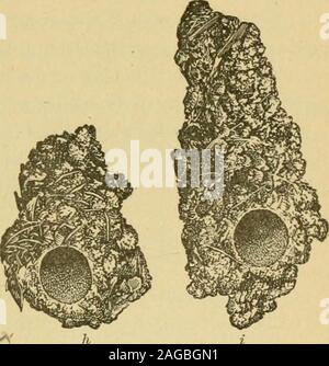 . Rapport sur les autres insectes nuisibles et de l'État de New York. en hauteur. Le chamberllwithin diameterwith est uniforme dans le trou dans le sol. Figures fig-h et i, prises de photographies Fig. 15-buildingrs" d'argile, cfth, 17 ans sur bois fait Jountry la tor (cigale. Gentleman^ sont d'environ deux tiers de la taille naturelle. La pupe, whenits à temps plein a venir, brise une ouverture ronde à travers la partiesupérieure du Sénat pour son évasion. On ne sait pas quand ils ont été construits ou h&w lt ; elles ont été faites. Whythey ont été construites par l'ensemble des insectes dans cette localité et notelsewhere est un Mystèr e Banque D'Images