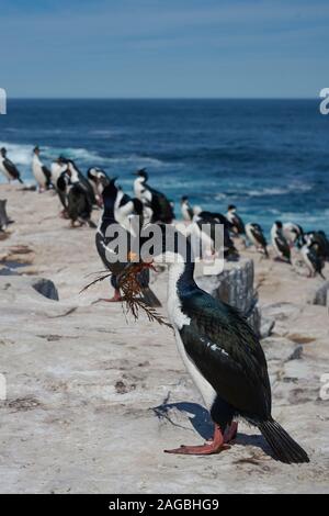 Shag Phalacrocorax atriceps impériale (albiventer) transportant des algues pour être utilisé comme matériau de nidification sur l'île de Sea Lion dans les îles Falkland Banque D'Images