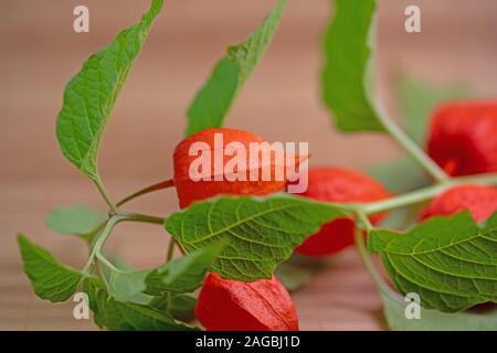 Les fruits et les feuilles de lanterne chinoise Physalis alkekengi, fleur Banque D'Images