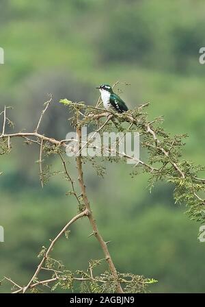 Diederik Cuckoo Chrysococcyx caprius) (mâle adulte perché en haut des arbres du parc national du lac Mburo, novembre Ouganda Banque D'Images
