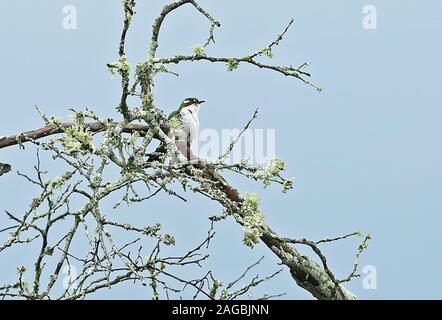 Diederik Cuckoo Chrysococcyx caprius) (mâle adulte perché en haut des arbres du parc national du lac Mburo, novembre Ouganda Banque D'Images