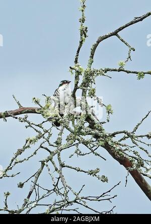 Diederik Cuckoo Chrysococcyx caprius) (mâle adulte perché en haut des arbres du parc national du lac Mburo, novembre Ouganda Banque D'Images