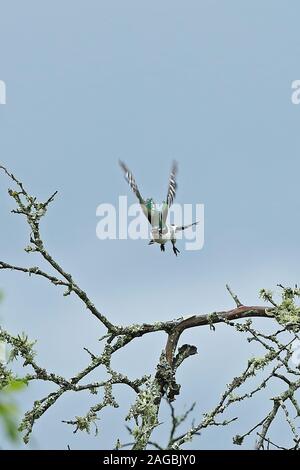 Diederik Cuckoo Chrysococcyx caprius) (mâle adulte en vol du parc national du lac Mburo, novembre Ouganda Banque D'Images