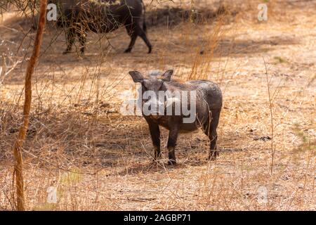 Warthog debout au milieu d'un champ déserté capturé au Sénégal, Afrique Banque D'Images