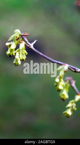 Fleurs de printemps ou d'hiver chinois hiver hazel hazel Corylopsis sinensis var. sinensis, Pays de Galles, Royaume-Uni Banque D'Images