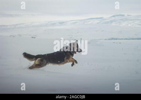 Un berger allemand doux qui court dans la neige Banque D'Images