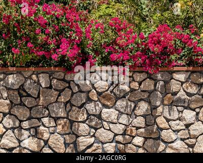 Mur de pierre avec bougainville de fleurs lilas, derrière l'île de Paqueta, Rio de Janeiro, Brésil Banque D'Images
