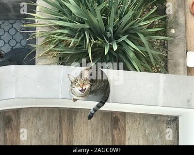 Prise de vue en grand angle d'un chat drôle avec des yeux larges ouverts et la bouche près des plantes vertes Banque D'Images