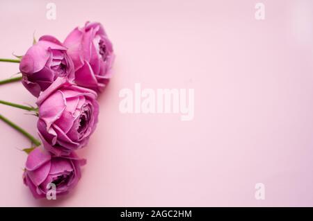 Rose belle rose en forme de pions. Les rosiers arbustes Bouquet sur fond rose. Copy space Banque D'Images