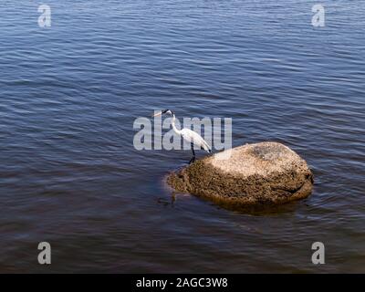 Heron perché sur un rocher situé au milieu de l'eau, l'île de Paqueta, Rio de Janeiro, Brésil Banque D'Images