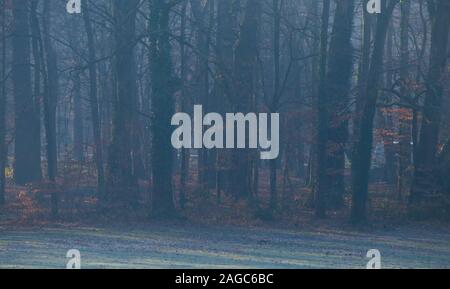 Belle photo d'un sentier sombre dans le parc Maksimir à Zagreb, Croatie Banque D'Images