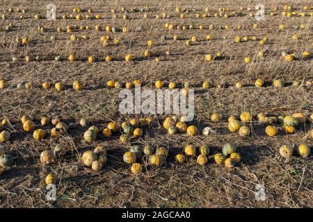 Champ avec des rangées de citrouilles prêt pour la récolte d'octobre Banque D'Images