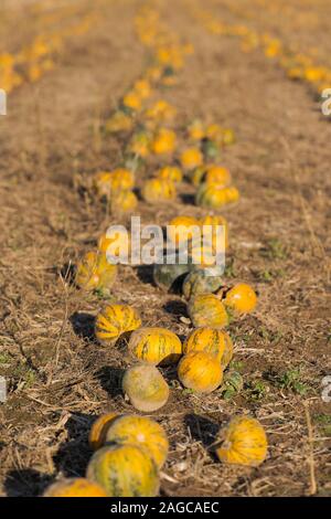 Champ avec des rangées de citrouilles prêt pour la récolte d'octobre Banque D'Images