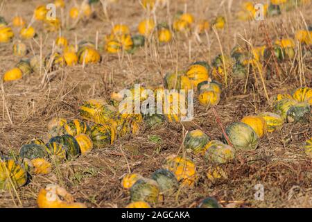 Champ avec des rangées de citrouilles prêt pour la récolte d'octobre Banque D'Images