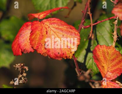 Les feuilles de ronce (Rubus fructicosus) montrant l'automne rouge couleur. Tipperary, Irlande Banque D'Images