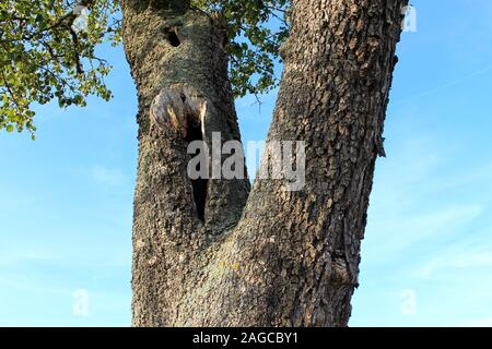 Les angles de tronc d'arbre et ciel nuageux Banque D'Images