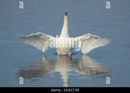 Cygne tuberculé Cygnus olor Hot bird étend son aile alors que sur un lac, España, Novembre Banque D'Images
