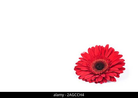 Fleur gerbera rouge isolé sur fond blanc. Banque D'Images