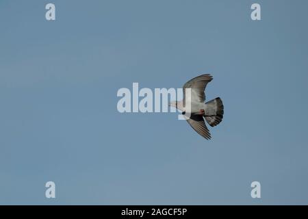 Pigeon colombin Columba oenas oiseaux adultes en vol, Cambridgeshire, UK, Janvier Banque D'Images