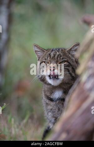 Felis silvestris chat sauvage écossais des profils en bois, octobre, Royaume-Uni. Prisonnier Banque D'Images