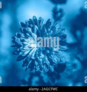 Couleur de l'année 2020, classic bleu. Fleur de chrysanthème sauvage dans le pré dans les rayons du soleil sur la nature macro avec copie espace, Soft focus, belle boke Banque D'Images