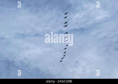 Un troupeau de cygnes vole contre un ciel nuageux ciel du printemps. Les cygnes tuberculés en vol sur fond de ciel bleu. Banque D'Images