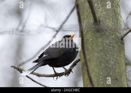 L'aberration des couleurs chez les oiseaux - en partie leucistic ou progressive grisonnement Blackbird (Turdus merula), avec des plumes blanches sur les ailes et la queue, perché sur un Banque D'Images