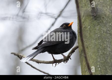 L'aberration des couleurs chez les oiseaux - en partie leucistic ou progressive grisonnement Blackbird (Turdus merula), avec des plumes blanches sur les ailes et la queue, perché sur un Banque D'Images