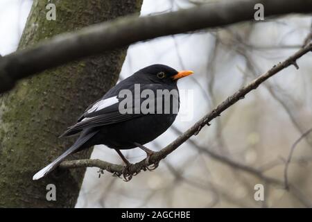 L'aberration des couleurs chez les oiseaux - en partie leucistic ou progressive grisonnement Blackbird (Turdus merula), avec des plumes blanches sur les ailes et la queue, perché sur un Banque D'Images