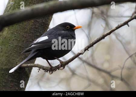 L'aberration des couleurs chez les oiseaux - en partie leucistic ou progressive grisonnement Blackbird (Turdus merula), avec des plumes blanches sur les ailes et la queue, perché sur un Banque D'Images