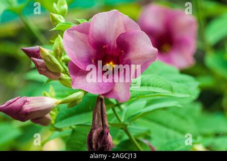 Gros plan sélectif d'une plante à fleurs rose Alcea croissance au milieu d'une forêt Banque D'Images