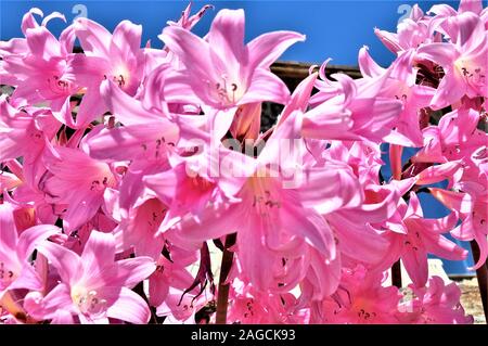 Gros plan de magnifiques Amarcrinums roses frais sous le transparent ciel Banque D'Images