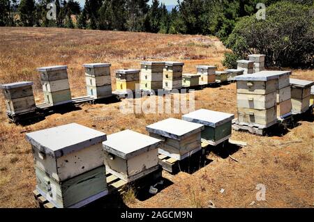 Groupe de ruches anciennes au milieu d'un champ entouré d'un paysage verdoyant par une belle journée Banque D'Images