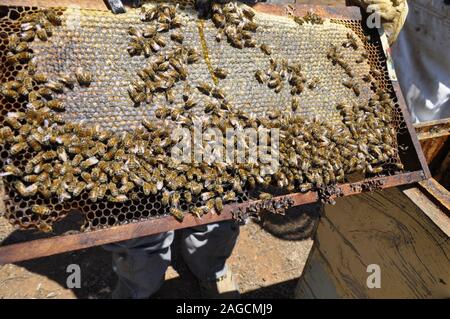 Gros plan d'un bouquet d'abeilles sur un nid d'abeille créé par eux plein de miel délicieux Banque D'Images