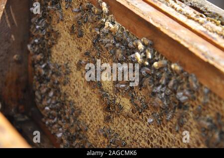 Gros plan d'un bouquet d'abeilles sur un nid d'abeille créé par eux plein de miel délicieux Banque D'Images