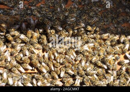 Gros plan d'un bouquet d'abeilles sur un nid d'abeille créé par eux plein de miel délicieux Banque D'Images