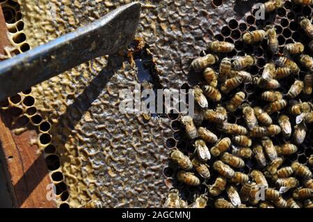 Gros plan d'un bouquet d'abeilles sur un nid d'abeille créé par eux plein de miel délicieux Banque D'Images