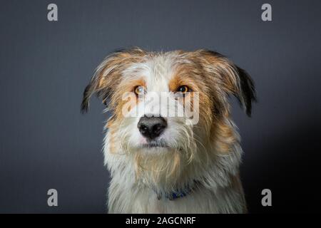Scruffy chien avec de grands yeux bruns sur fond gris Banque D'Images