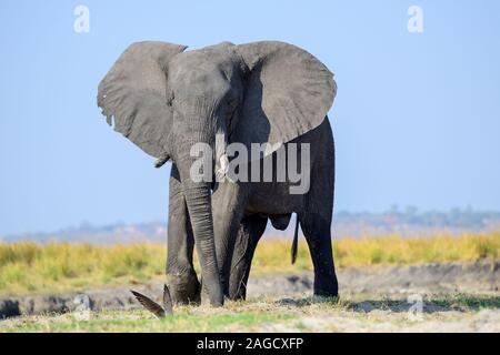 Jeune taureau elephant (Loxodonta Africana) Comité permanent sur la banque de Chobe River dans le Parc National de Chobe, Botswana, Afrique du Sud Banque D'Images