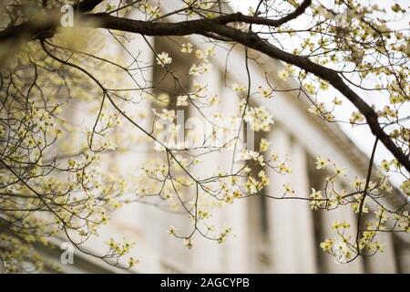 Arbre aux fleurs de cerisier avec le suprême des États-unis bâtiment de cour en arrière-plan Banque D'Images