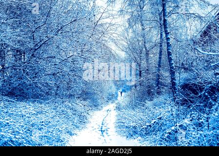 Il neige en Angleterre, Royaume-Uni, belle promenade hivernale le long de la ruelle de la forêt, en tons de couleur bleu Banque D'Images