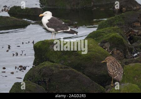 Mouette et héron perchés sur des formations rocheuses couvertes de mousse près de la mer Banque D'Images