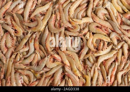 Close up of raw entier frais crevettes ou gambas à l'écran dans le marché aux poissons Banque D'Images