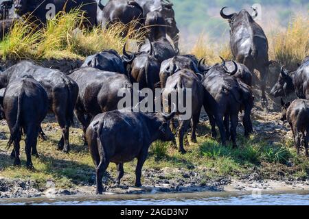 Troupeau de buffles d'Afrique (syncerus caffer) scrambling up rivière après la traversée de la rivière Chobe dans le Parc National de Chobe, Botswana, Afrique du Sud Banque D'Images