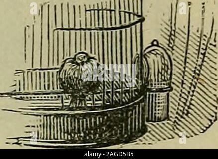 . Le repoussé travailler pour amateurs : étant l'art de la décoration des pièces de tôle fine avec des chiffres. Les MALADIES DES OISEAUX DE CAGE. TheirCause, symptômes et traitement. AHandbook whichshould everyonewho dans du de conserve un oiseau, assuccessful ofailments onknowing ce remède dépend, todo et faire itpromptly. Par le Dr W.dans du papier, prix.. T. Greene, F.Z.S. Banque D'Images