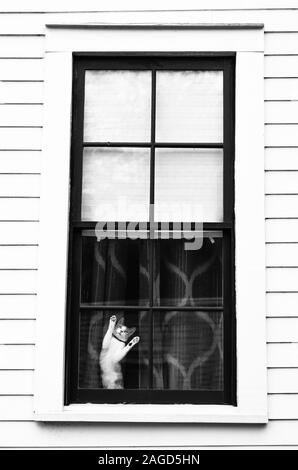 Prise de vue verticale en niveaux de gris d'un chat mignon faisant un ridicule pose sur un plafond de fenêtre Banque D'Images